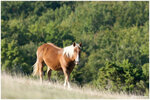 11 Cheval en liberte