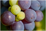 Grappe de Grenache à la véraison