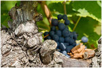 Vieux pied de Grenache