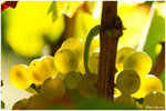 La transparence du muscat blanc
