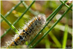 34 Chenille dans la rosée