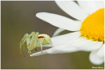 35 Araignée crabe sur sa marguerite