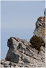 05 Le sphinx d'Eyzahut