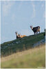 08 Portrait d'une famille Chamois