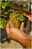 Cueillette d'une grappe de muscat dore