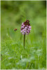 21Orchis pourpre et le bourdon