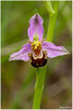 33 Ophrys abeille